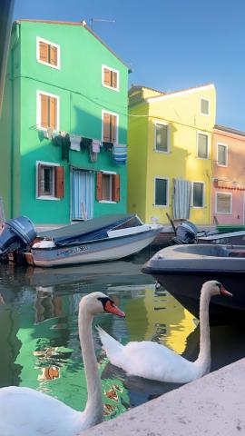 Two white geese in the water in front of colorful buildings in Italy